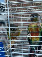 HALF TAM KOPPEL PYRRHURA S NU 100 EURO/KOPPEL, Dieren en Toebehoren, Vogels | Parkieten en Papegaaien, Meerdere dieren, Papegaai