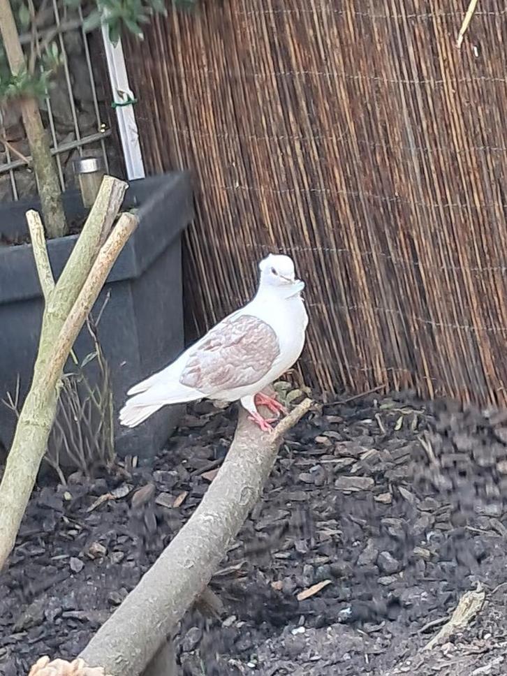 Duitse meeuwtjes, Animaux & Accessoires, Oiseaux | Pigeons