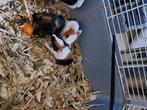 Baby cavia's geboren op 2 oktober, Dieren en Toebehoren, Knaagdieren, Oktober, Cavia