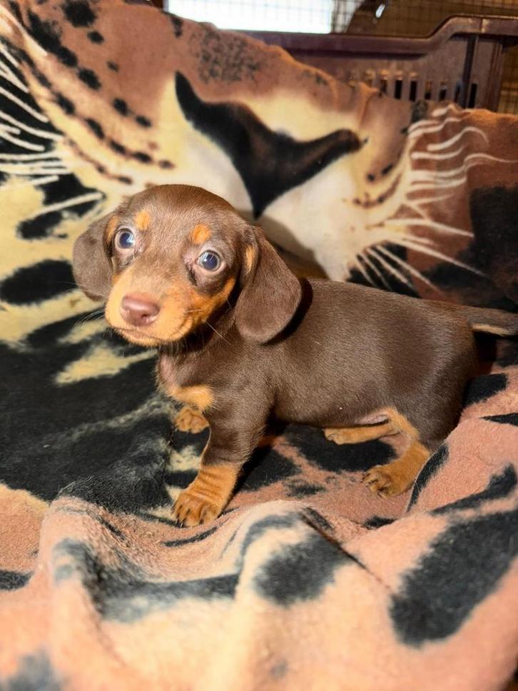 teckel pups,dwerg,choco tan,teefje, Animaux & Accessoires, Chiens | Teckels & Bassets, Chienne, Poils courts, Nain, Éleveur | Professionnel