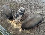 3 hangbuikvarkens, Dieren en Toebehoren, Meerdere dieren, Varken, 6 jaar of ouder