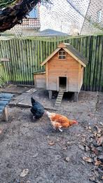 Stevige kippen hokken, Dieren en Toebehoren, Pluimvee | Toebehoren, Ophalen