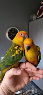 Conure soleil, Animaux & Accessoires