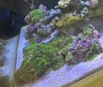 Boutures corail ricordea Yuma vert, Ophalen, Zo goed als nieuw