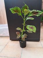 Coleus nr 65, Ophalen