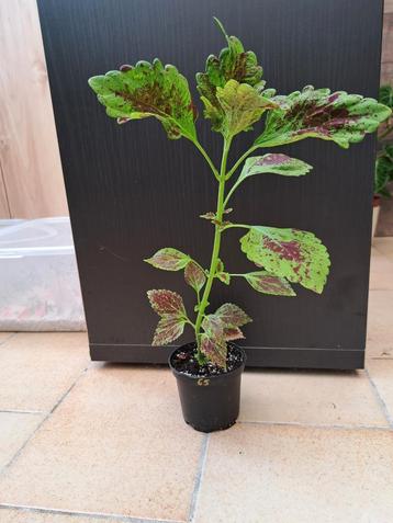 Coleus nr 65 beschikbaar voor biedingen