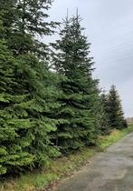 Nordmann kerstbomen ca. 5-6m, Tuin en Terras, Ophalen