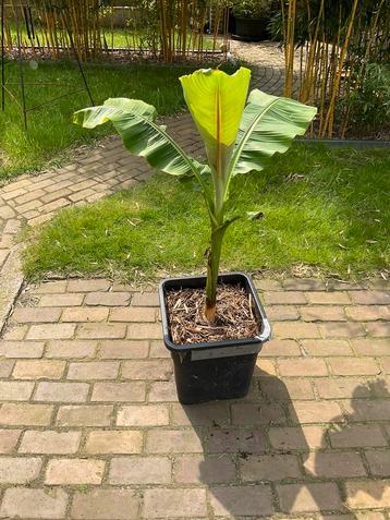 Bananenplant Musa basjoo