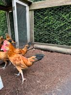 Gratis hanen 10 stuks, Dieren en Toebehoren, Pluimvee, Mannelijk, Kip