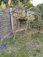 Magnolia paarse bloemen, Tuin en Terras, Planten | Bomen, Ophalen