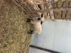 Bok 6 maanden, Dieren en Toebehoren, Mannelijk, Schaap, 0 tot 2 jaar