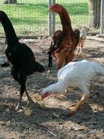 shamo´s haan en hen, Dieren en Toebehoren, Pluimvee