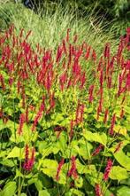 Persicaria amplexicaulis js Caliente, Tuin en Terras, Planten | Tuinplanten, Halfschaduw, Zomer, Vaste plant, Bodembedekkers