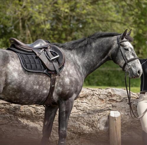 LeMieux Carbon Mesh zwart CC Spring Dekje GRATIS VERZENDING, Dieren en Toebehoren, Paarden en Pony's | Dekens en Dekjes, Nieuw