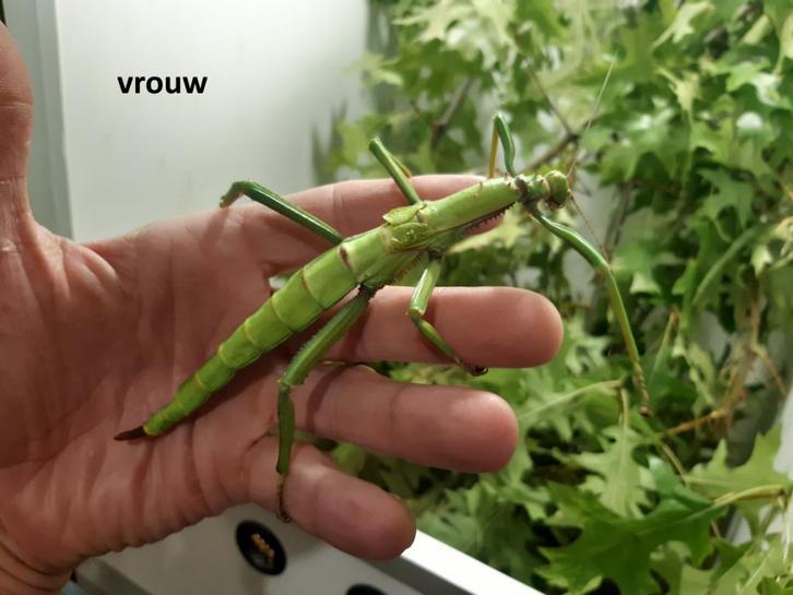 Eitjes van Diapherodes gigantea (wandelende tak), Dieren en Toebehoren, Insecten en Spinnen, Wandelende tak
