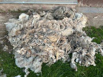 Laine à vendre (moutons Herdwick), Enlèvement, Neuf