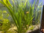 Aquarium vissen (guppy’s, Molly’s), Dieren en Toebehoren, Vissen | Aquariumvissen, Vis, Zoetwatervis, Schoolvis