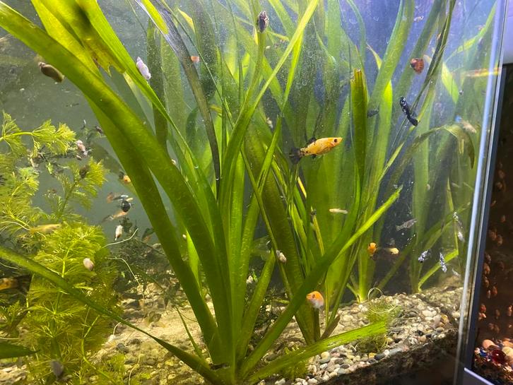 Aquarium vissen (guppy’s, Molly’s), Dieren en Toebehoren, Vissen | Aquariumvissen, Zoetwatervis, Vis, Schoolvis