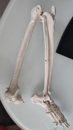 anatomie skelet been model studie, Enlèvement, Comme neuf