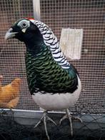 Lady amherts hanen op kleur, Dieren en Toebehoren, Pluimvee