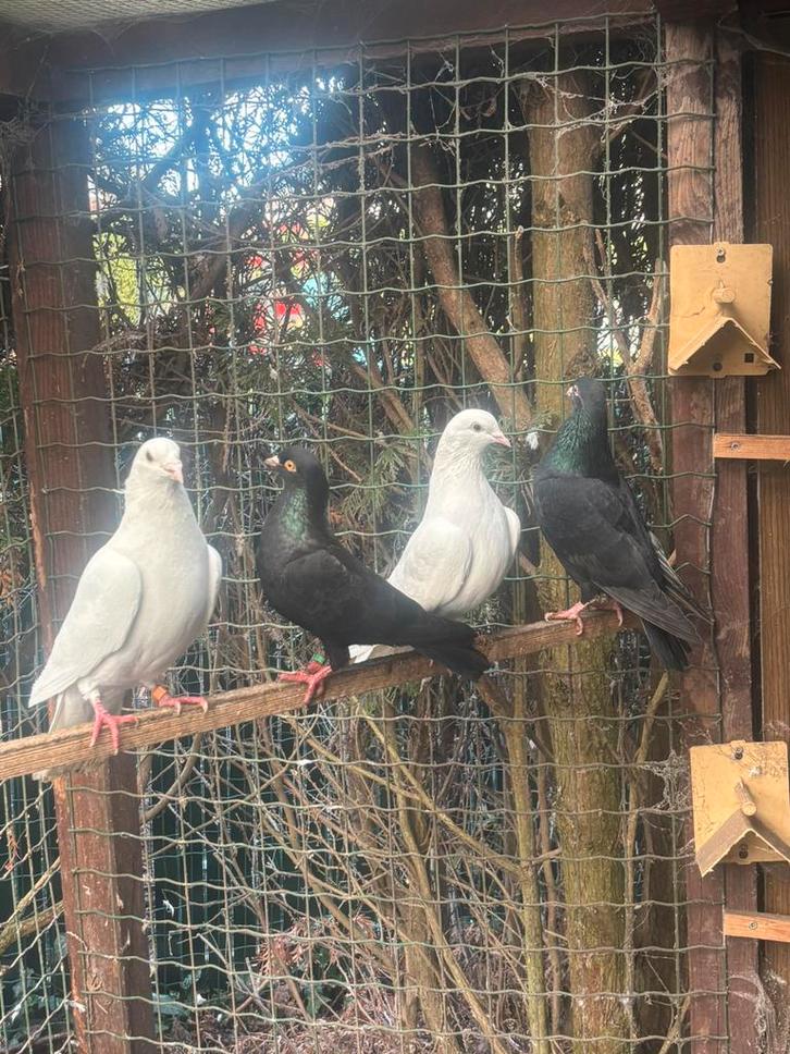 Koppel zwarte duiven, Animaux & Accessoires, Oiseaux | Pigeons