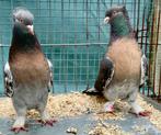 Takla Tumbler Pigeons, Pigeon culbutant ou Roller, Plusieurs animaux