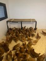 Legkippen, Huis en Inrichting, Woonaccessoires | Kransen, Ophalen, Zo goed als nieuw