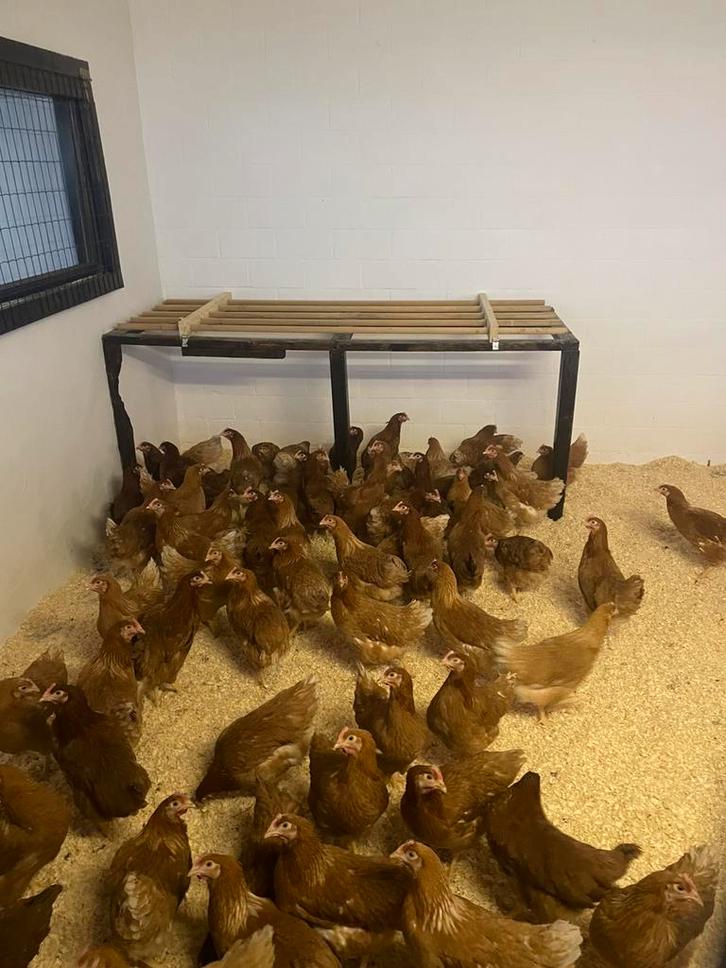 Legkippen, Huis en Inrichting, Woonaccessoires | Kransen, Zo goed als nieuw, Ophalen