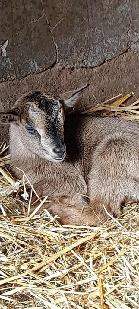 "Speelvogeltje", Dieren en Toebehoren, Schapen, Geiten en Varkens, Geit, Vrouwelijk, 0 tot 2 jaar
