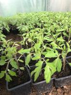 Tomatenplanten, Tuin en Terras, Ophalen of Verzenden, Bloeit niet, Groenteplanten, Eenjarig