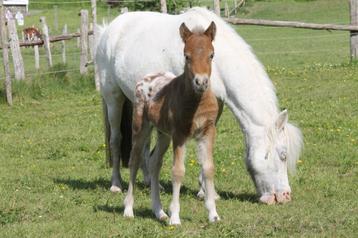 Poulain miniature / shetland beschikbaar voor biedingen