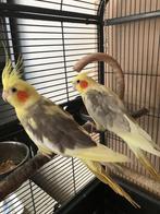 2 calopsittes + cage, Plusieurs animaux, Perruche