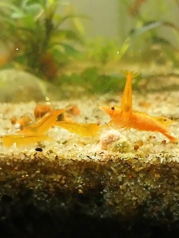 Orange sakura garnalen neocaridina  beschikbaar voor biedingen