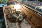 Oies de Toulouse 2 semaines, Dieren en Toebehoren, Vogels | Overige Vogels, Tam