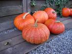 Pompoenen en Sierfruit te koop, Diversen, Ophalen