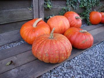 Pompoenen en Sierfruit te koop beschikbaar voor biedingen