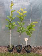Morus Alba 'Pyramidalis', witte moerbei, Ophalen, Lente, Overige soorten, Volle zon