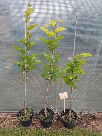 Morus Alba 'Pyramidalis', witte moerbei beschikbaar voor biedingen