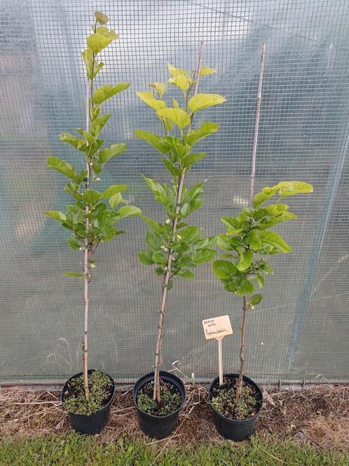 Nu -20%! Morus Alba 'Pyramidalis', witte moerbei, Tuin en Terras, Planten | Fruitbomen, Overige soorten, 250 tot 400 cm, Volle zon