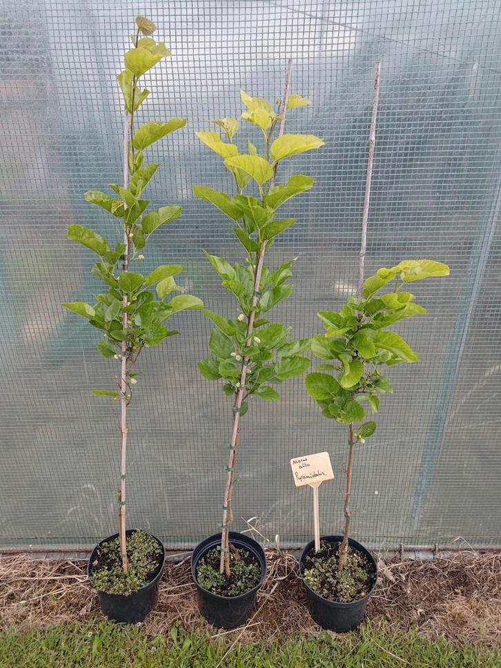 Nu -20%! Morus Alba 'Pyramidalis', witte moerbei, Tuin en Terras, Planten | Fruitbomen, Overige soorten, 250 tot 400 cm, Volle zon