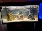 Volledig aquarium 80cm, Dieren en Toebehoren, Ophalen, Zo goed als nieuw