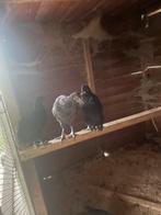 Ayam cemani, Dieren en Toebehoren, Vrouwelijk, Kip