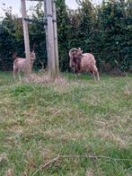 Gezocht: blonde soay ram (ruilen), Dieren en Toebehoren, Schapen, Geiten en Varkens