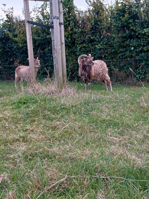 Gezocht: blonde soay ram (ruilen), Dieren en Toebehoren, Schapen, Geiten en Varkens