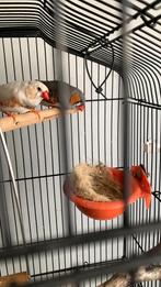 koppel zebravinken met kooi