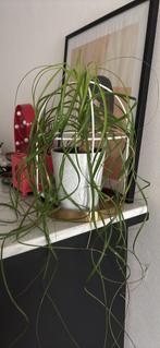 Kamerplanten: plant + clay pot + the hanging stand, Ophalen