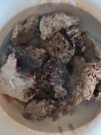 Levende steen rifaquarium