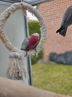 Koppel rosé kaketoes, Dieren en Toebehoren, Vogels | Parkieten en Papegaaien