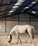 Poulain, Animaux & Accessoires, Autres accessoires pour animaux, Enlèvement