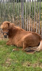 Shetland te koop/ hengst., Étalon